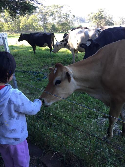 Relaxing At Acreage Burrawang